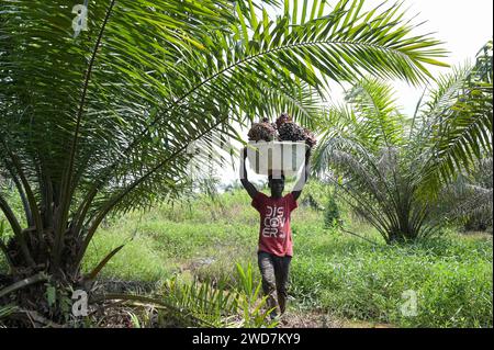 GHANA, Nkawkaw, coltivazione e raccolta dell'olio di palma / GHANA, Ölpalm Anbau und Ernte, Ölpalmen und Palmöl Früchte Foto Stock