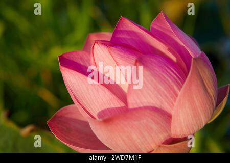 Primo piano della ninfee rosa in fiore Foto Stock