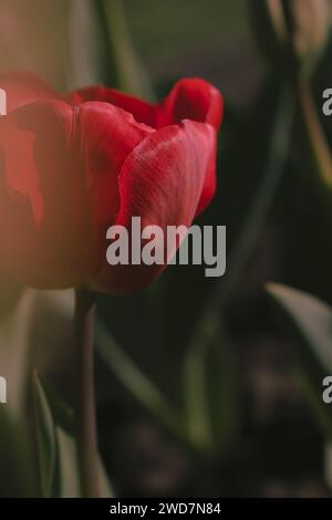 Primo piano di tulipani rossi in giardino Foto Stock