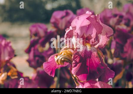 Iris viola nel giardino da vicino, soleggiato. Foto Stock