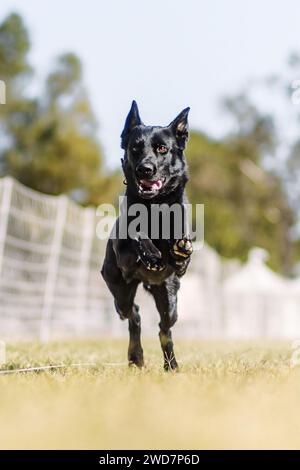 Buon cane nero pastore tedesco che corre in uno sport da corsa Foto Stock