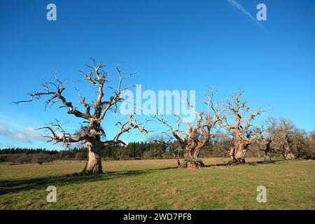 Linea di vecchi alberi nei terreni del castello di Croft e del parco vicino a Leominster, Herefordshire, Regno Unito. Foto Stock