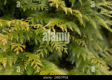 primo piano di una siepe verde gigante Foto Stock