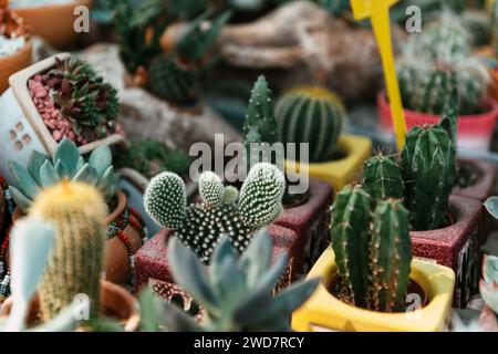 Set di piante grasse in vasi coltivati per la vendita. Selezione di cactus in vendita. Diverse piante grasse in esposizione sul mercato dei fiori Foto Stock