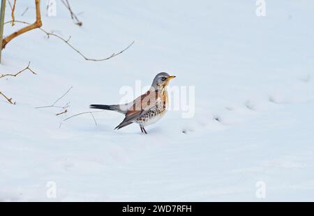 Berlino, Germania. 18 gennaio 2024. 18.01.2024, Berlino. Un mughetto di ginepro (Turdus pilaris) si trova sulla neve in un parco in un freddo giorno di gennaio. Le spinte sono frequenti visitatori invernali della capitale e di solito compaiono in stormi di circa 250 uccelli. Tuttavia, sono spesso trascurati perché si ritirano su cime degli alberi più alte quando le persone si avvicinano troppo. Credito: Wolfram Steinberg/dpa credito: Wolfram Steinberg/dpa/Alamy Live News Foto Stock