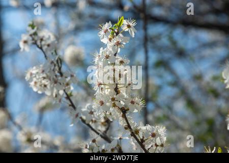 Fuoco selettivo dei rami bei dei fiori di prugna sull'albero sotto il cielo blu, i fiori di Sakura bei durante la stagione primaverile nel parco, p floreale Foto Stock