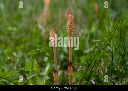 Messa a fuoco selettiva. Un tiro spore-cuscinetto del cavallo Equisetum arvense. Spikelet di cavallo di campo in primavera. Coni controversi di h Foto Stock