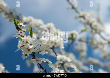 Fuoco selettivo dei rami bei dei fiori di prugna sull'albero sotto il cielo blu, i fiori di Sakura bei durante la stagione primaverile nel parco, p floreale Foto Stock