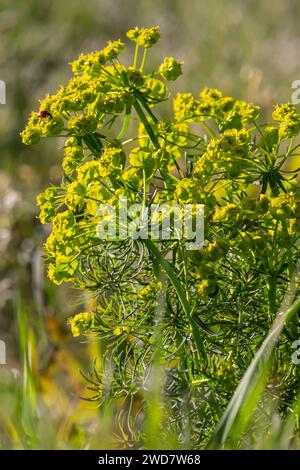 Euphorbia ciparissias, cipresso sprurge fiori verdastre closeup selettivo fuoco. Foto Stock