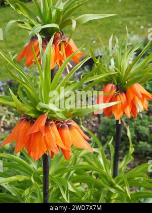 Fiori da giardino murati Foto Stock