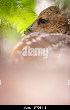 Un giovane capriolo fawn nascosto nel salmone Foto Stock