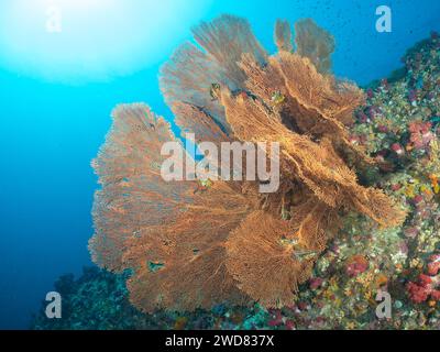 Gigantesca gorgonia Sea fan Soft Coral. Ramificazione dei coralli di Gorgonia. Animali marini invertebrati Alcyonacea, Cnidaria Octocorals. Coral Reef Life Undersea. Foto Stock