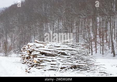 Una pila di legno ai margini della foresta in inverno Foto Stock
