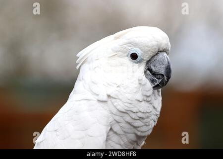 Ombrello Cockatoo, colpo alla testa Foto Stock