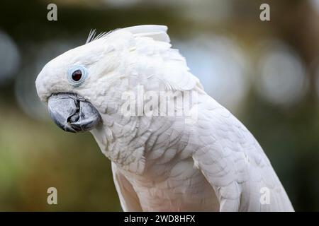 Ombrello Cockatoo, colpo alla testa Foto Stock