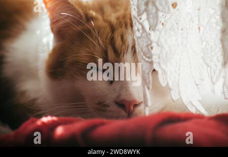 foto ravvicinata di uno splendido tabby bianco e zenzero che dorme su una coperta rossa Foto Stock