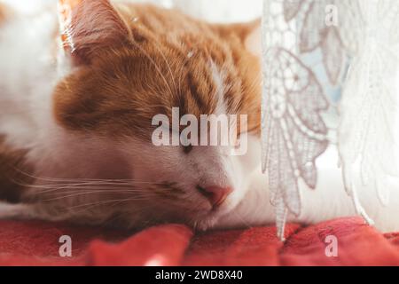 foto ravvicinata di uno splendido tabby bianco e zenzero che dorme su una coperta rossa Foto Stock