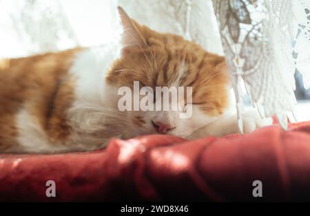 foto ravvicinata di uno splendido tabby bianco e zenzero che dorme su una coperta rossa Foto Stock