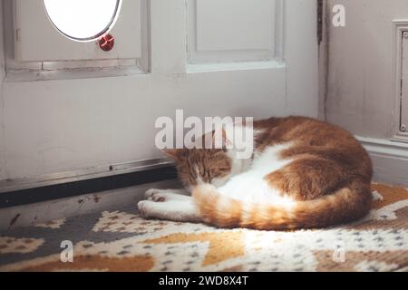 un gatto di zenzero che protegge la sua patta da una porta rustica del giardino Foto Stock