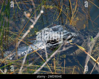 Testa di un giovane alligatore sull'acqua nella Shark Valley. Primo piano. Foto Stock