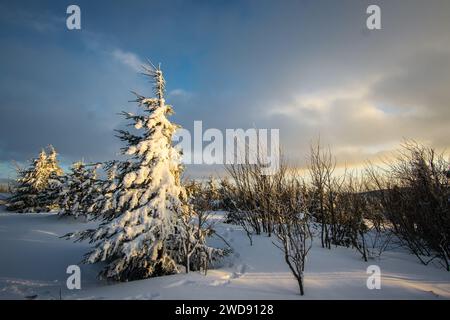 Un solitario albero sempreverde sorge in primo piano in un paesaggio innevato in una giornata invernale buia e nuvolosa Foto Stock