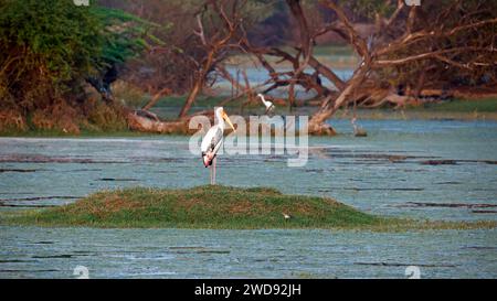 Cicogne dipinte sul lato di un lago Foto Stock