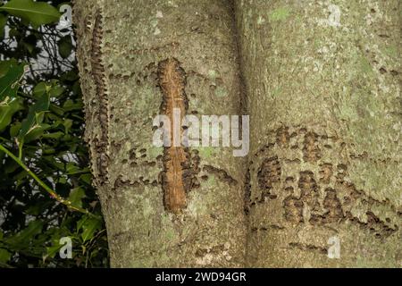 Sapsucker Tree Damage con il becco giallo Foto Stock