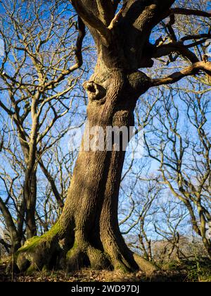 Ancient Woodland, Sandy Heath, Hampstead Heath, Hampstead, Camden, Londra, Inghilterra, Regno Unito, Regno Unito. Foto Stock