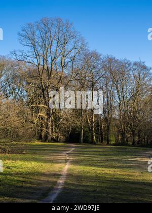 Winter Woodland, Hampstead Heath, Hampstead, Camden, Inghilterra, REGNO UNITO, REGNO UNITO. Foto Stock