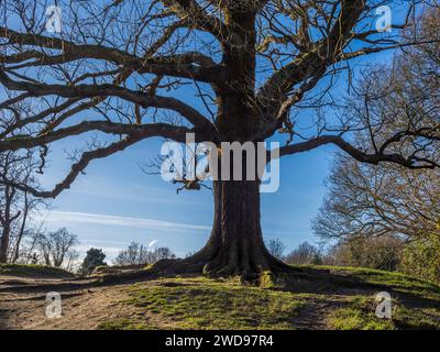 Winter Woodland, Hampstead Heath, Hampstead, Camden, Inghilterra, REGNO UNITO, REGNO UNITO. Foto Stock