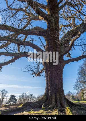 Winter Woodland, Hampstead Heath, Hampstead, Camden, Inghilterra, REGNO UNITO, REGNO UNITO. Foto Stock