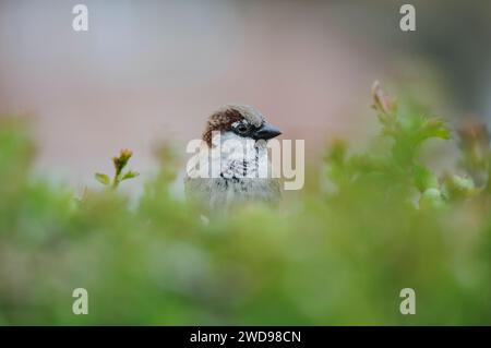 Passero della casa, Passer domesticus, maschio arroccato nella siepe del biancospino parzialmente oscurata dal fogliame, aprile. Foto Stock