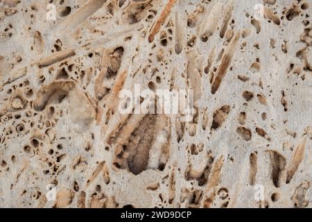 Dettaglio della cassaforma in calcestruzzo rivestimento delle pareti struttura astratta porosa, messa a fuoco selettiva Foto Stock