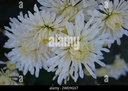 Splendidi fiori autunnali luminosi, color crisantemo bianco su uno sfondo di foglie verdi. Foto Stock