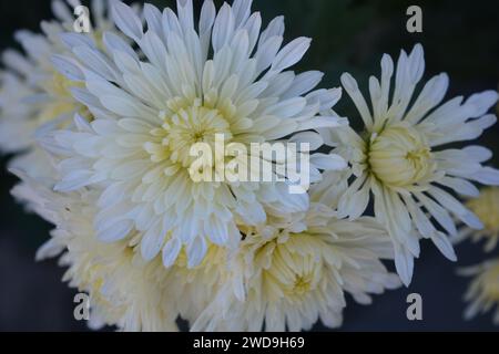 Splendidi fiori autunnali luminosi, color crisantemo bianco su uno sfondo di foglie verdi. Foto Stock