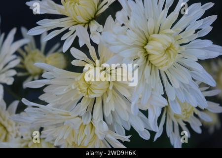 Splendidi fiori autunnali luminosi, color crisantemo bianco su uno sfondo di foglie verdi. Foto Stock