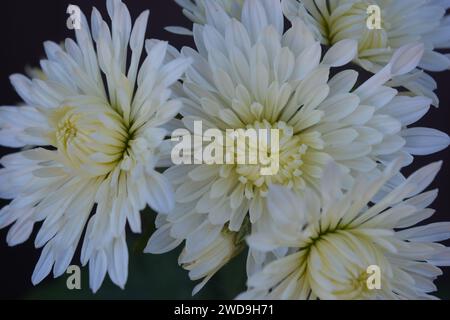 Splendidi fiori autunnali luminosi, color crisantemo bianco su uno sfondo di foglie verdi. Foto Stock