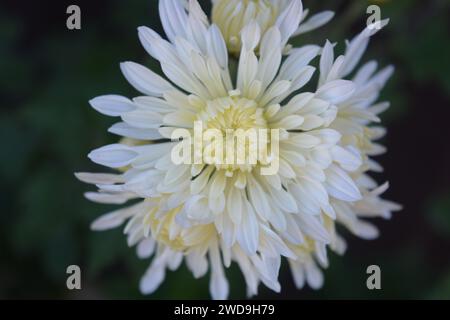 Splendidi fiori autunnali luminosi, color crisantemo bianco su uno sfondo di foglie verdi. Foto Stock