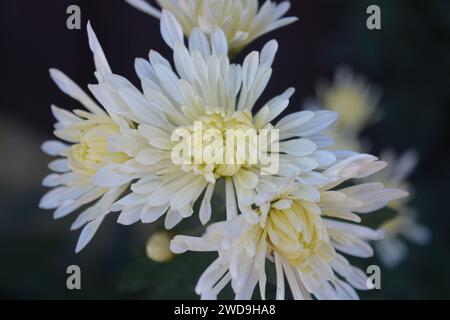 Splendidi fiori autunnali luminosi, color crisantemo bianco su uno sfondo di foglie verdi. Foto Stock