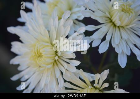 Splendidi fiori autunnali luminosi, color crisantemo bianco su uno sfondo di foglie verdi. Foto Stock