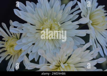 Splendidi fiori autunnali luminosi, color crisantemo bianco su uno sfondo di foglie verdi. Foto Stock