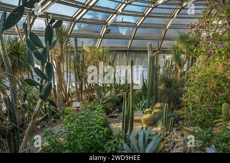 Gewächshaus Afrikanische Sukkulenten, Botanischer Garten, Lichterfelde, Steglitz-Zehlendorf, Berlino, Deutschland Foto Stock