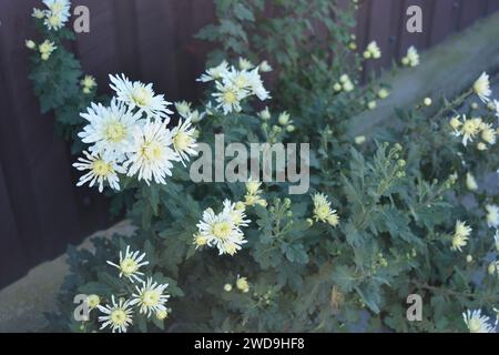 Splendidi fiori autunnali luminosi, color crisantemo bianco su uno sfondo di foglie verdi. Foto Stock