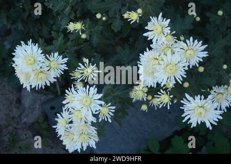 Splendidi fiori autunnali luminosi, color crisantemo bianco su uno sfondo di foglie verdi. Foto Stock