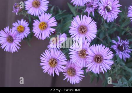 Splendidi e luminosi fiori viola autunnali di settembre o aster con piccoli e lunghi petali sullo sfondo di foglie verdi. Foto Stock