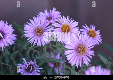 Splendidi e luminosi fiori viola autunnali di settembre o aster con piccoli e lunghi petali sullo sfondo di foglie verdi. Foto Stock