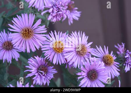 Splendidi e luminosi fiori viola autunnali di settembre o aster con piccoli e lunghi petali sullo sfondo di foglie verdi. Foto Stock