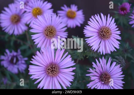 Splendidi e luminosi fiori viola autunnali di settembre o aster con piccoli e lunghi petali sullo sfondo di foglie verdi. Foto Stock