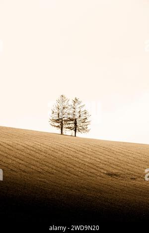 Nessuna immagine disponibile per la didascalia Foto Stock