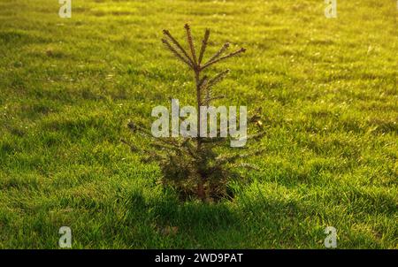 Giovane abete che cresce su un prato verde al tramonto. Giardino ornamentale. Concetto di giardinaggio. Foto Stock